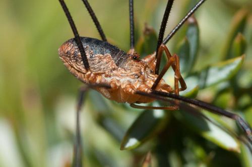 Réf. 217 403 : Phalangium opilio